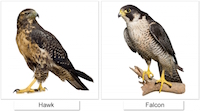 Hawks and Falcons