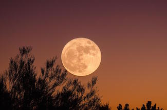 A Tree is a Person plus a&nbsp;Building