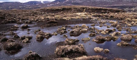 Elizabeth from the&nbsp;Bog